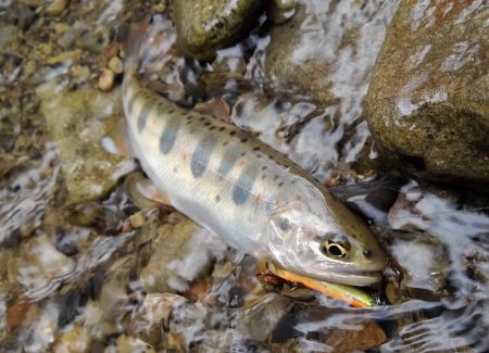 渓流ミノーイング